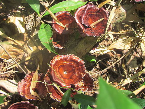 Mushroom in jungle Could not identify its name.. its found in the forest on a tree as some fungus, looks like a mushroom
 Fungi,Geotagged,India