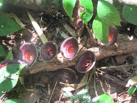 Unidentified Cup-like fungi in India  Geotagged,India,Microporus affinis,Sarcoscypha coccinea