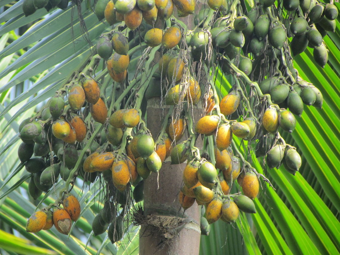 Areca_catechu An areca nut bunch hanging from the palm Areca catechu,Geotagged,India