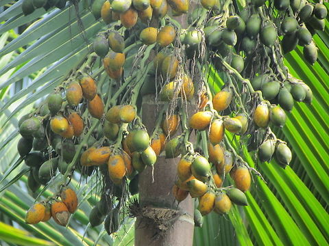 Areca_catechu An areca nut bunch hanging from the palm Areca catechu,Geotagged,India