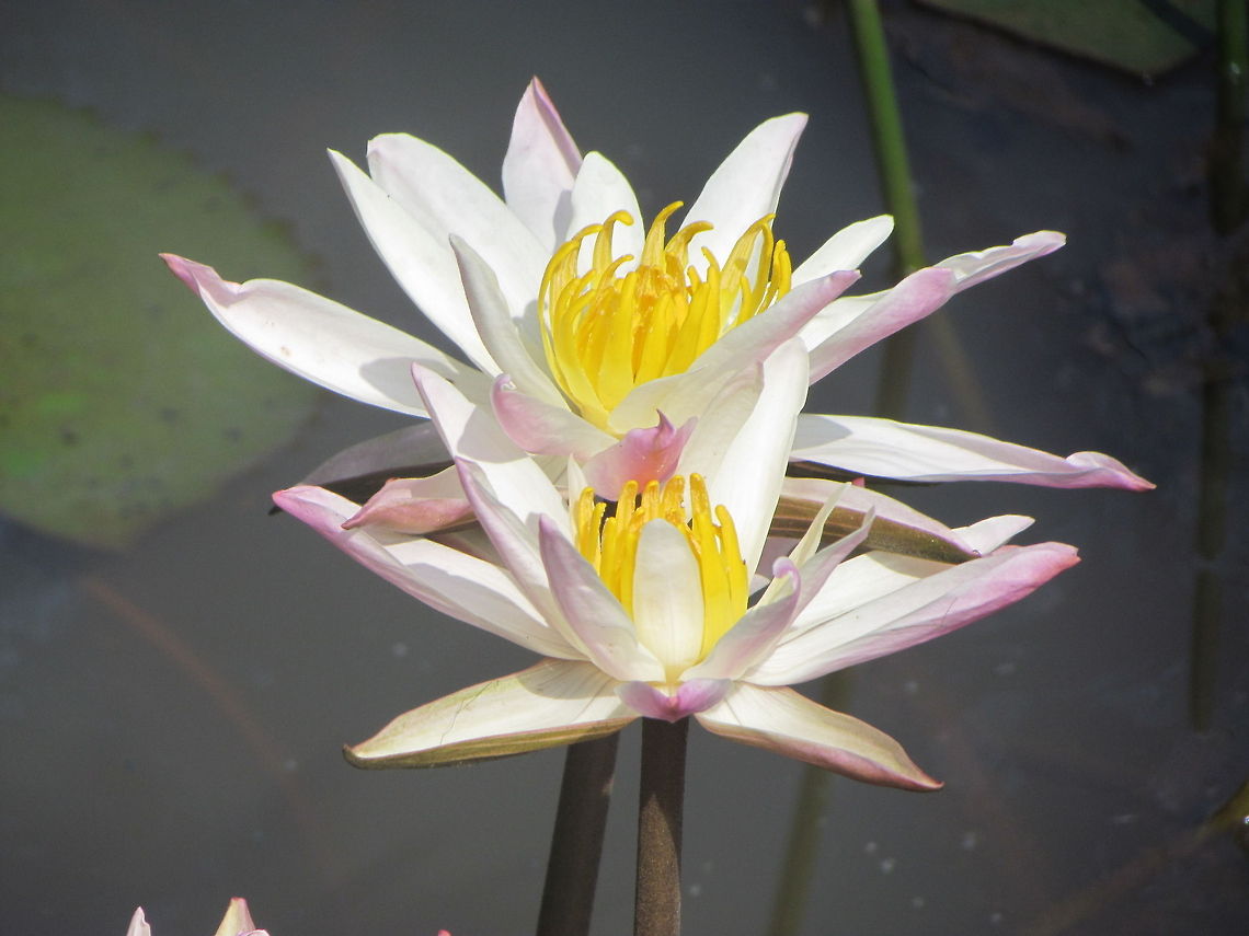 Nymphaea_nouchali  Geotagged,India,Nymphaea nouchali