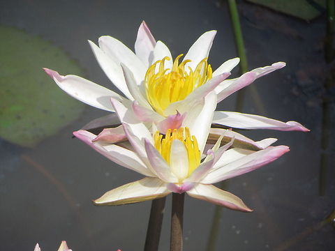 Nymphaea_nouchali  Geotagged,India,Nymphaea nouchali