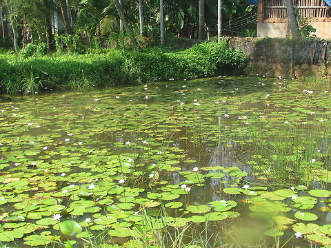White water lily The white-flowered Nymphaea nouchali  Geotagged,India,Nymphaea nouchali