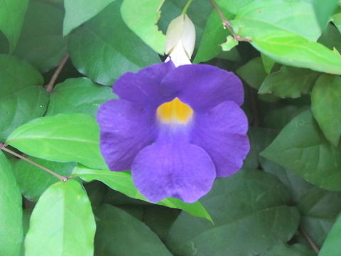 Blue morning glory in India  Common Morning Glory,Geotagged,India,Ipomoea purpurea