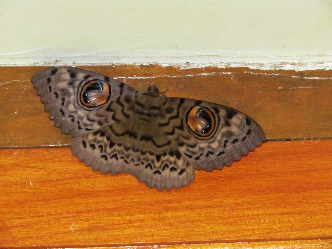 Indian Owl Moth Help me to identify this butterfly<br />
 Erebus macrops,Geotagged,India