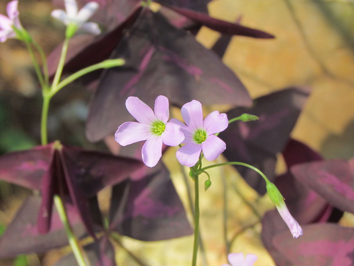 Oxalis triangularis Purple Shamrock, know as Butterfly Plant Geotagged,India,Oxalis triangularis