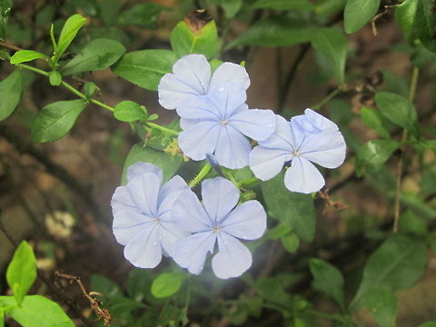 Blue plumbago  Geotagged,India,Plumbago auriculata