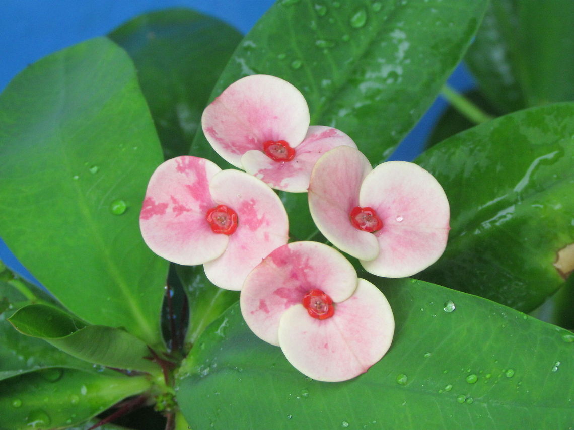 Euphorbia milii  Euphorbia milii,Geotagged,India