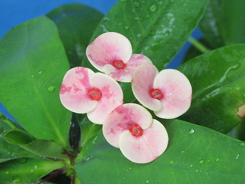 Euphorbia milii  Euphorbia milii,Geotagged,India