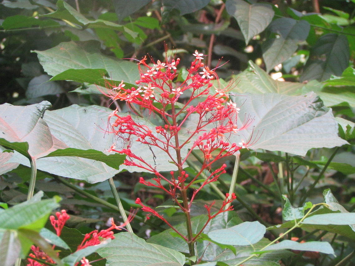 pagoda flower Its Scientific name is Clerodendrum paniculatum<br />
<a href="http://www.flowersofindia.net/catalog/slides/Pagoda" rel="nofollow">http://www.flowersofindia.net/catalog/slides/Pagoda</a> Flower.html<br />
Can not able to identify it. as it is not recorded in wikipedia.  Clerodendrum paniculatum,Geotagged,India,Pagoda Flower
