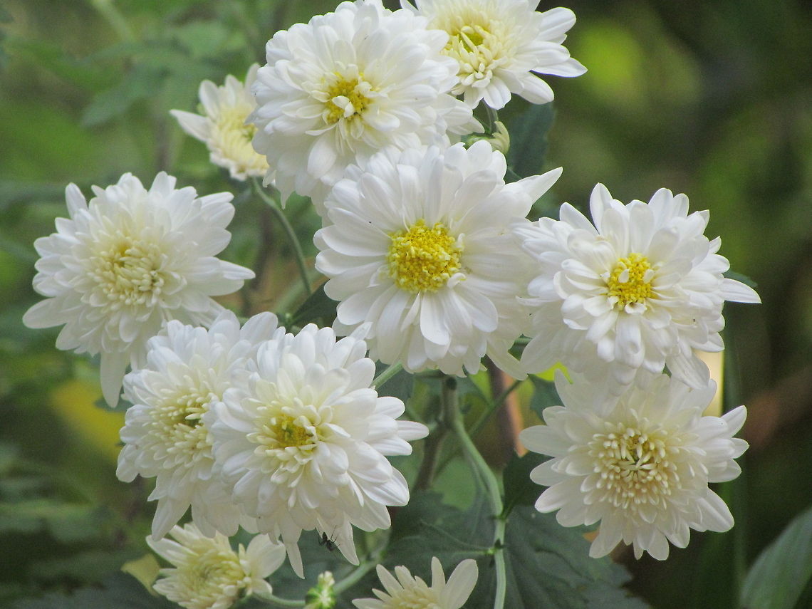 White chrysanthemum  Chrysanthemum morifolium,Geotagged,India