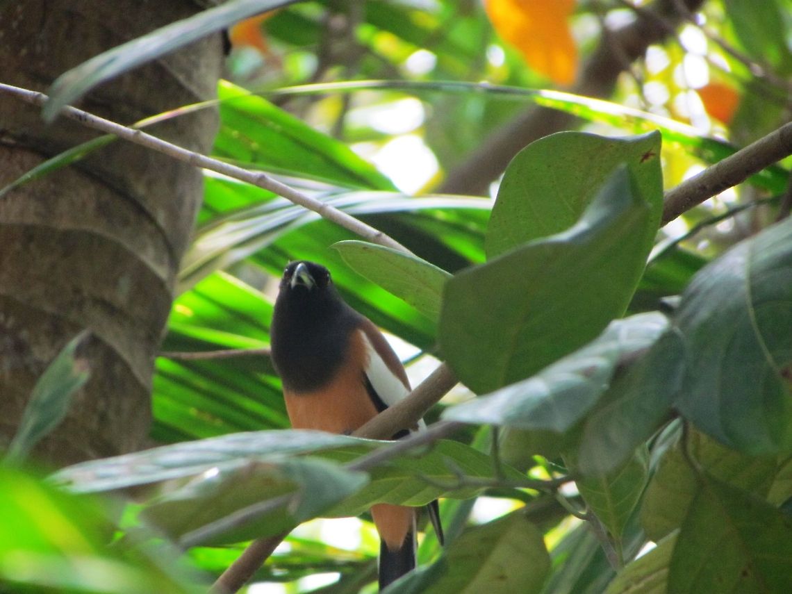 Rufous Treepie  Dendrocitta vagabunda,Geotagged,India,Rufous Treepie