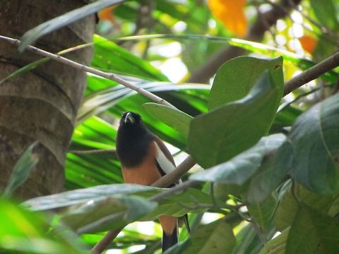 Rufous Treepie  Dendrocitta vagabunda,Geotagged,India,Rufous Treepie