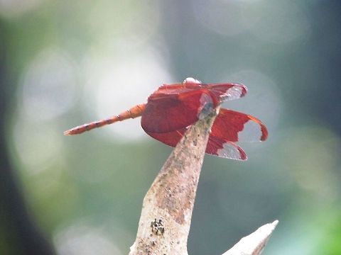 Fulvous Forest Skimmer  Fulvous Forest Skimmer,Geotagged,India,Neurothemis fulvia