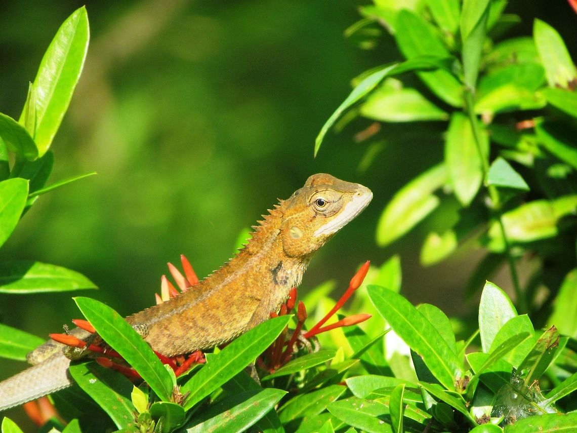 Oriental Garden Lizard  Calotes versicolor,Oriental Garden Lizard