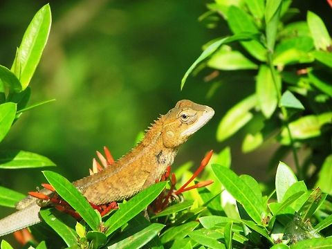 Oriental Garden Lizard  Calotes versicolor,Oriental Garden Lizard