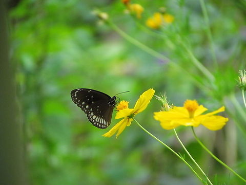 Common Crow  Common Crow,Euploea core,Geotagged,India