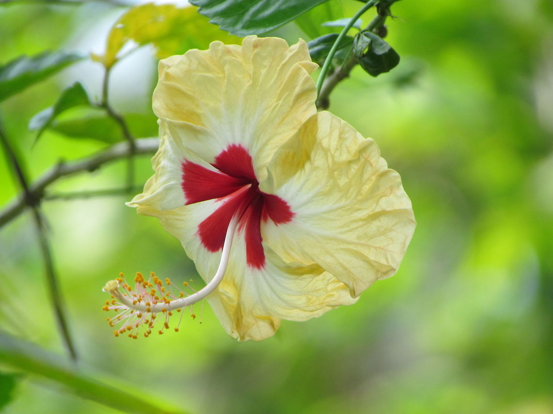 Hibiscus_flower  Chinese hibiscus,Geotagged,Hibiscus rosa-sinensis,India