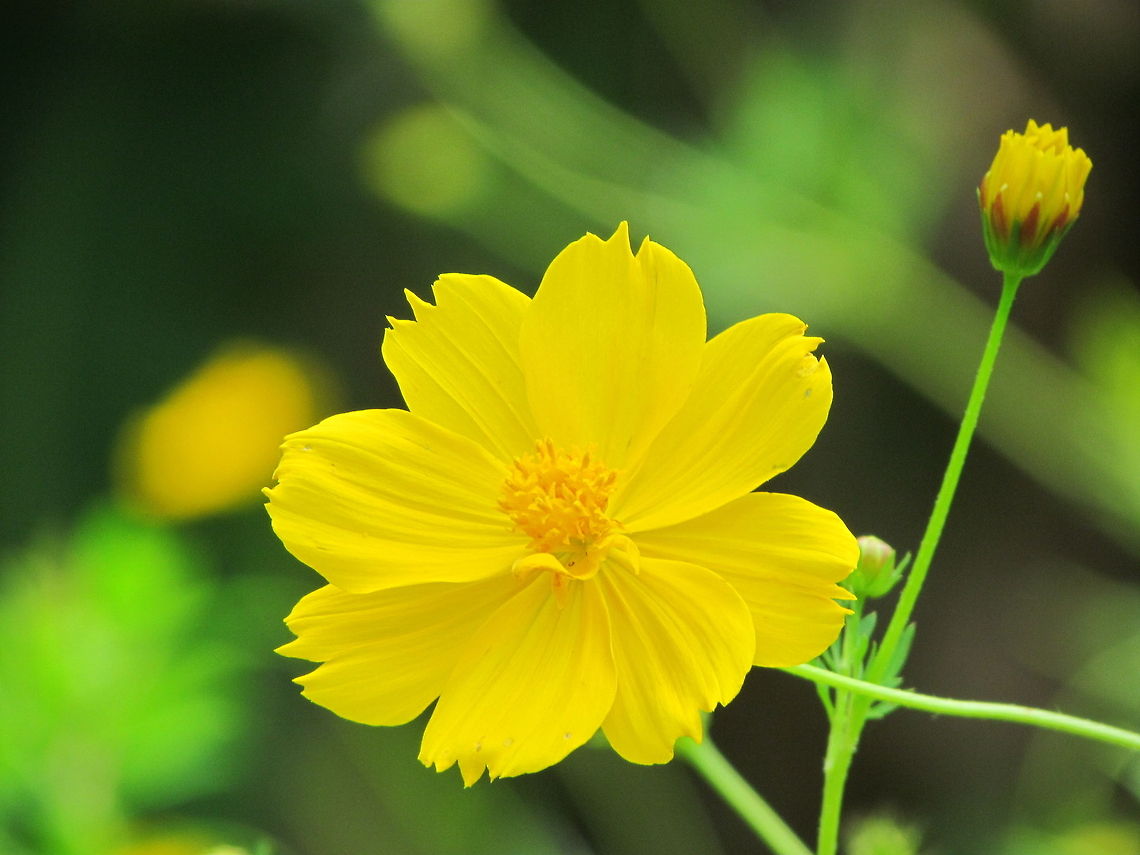 Yellow Cosmos  Cosmos sulphureus,Geotagged,India