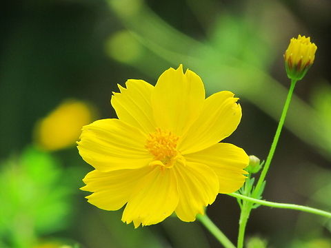 Yellow Cosmos  Cosmos sulphureus,Geotagged,India