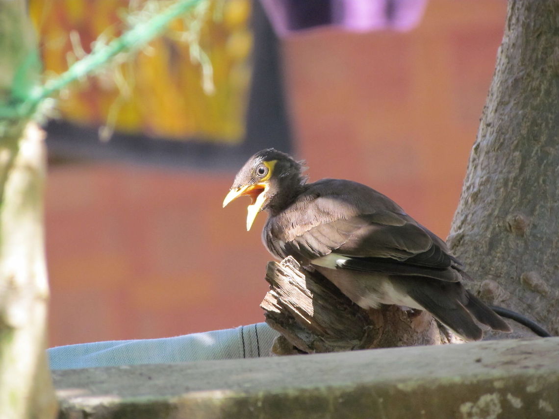 baby Myna  Acridotheres tristis,Common Myna,Geotagged,India