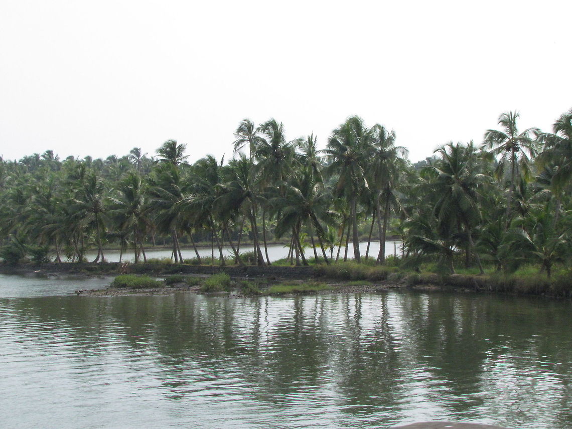 Coconut palm trees  Coconut palm,Cocos nucifera,Geotagged,India