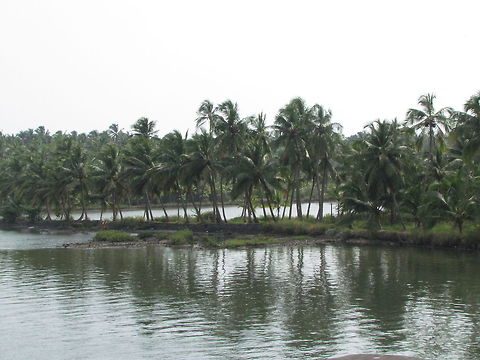 Coconut palm trees  Coconut palm,Cocos nucifera,Geotagged,India