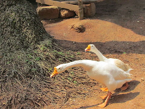 White domestic swan geese  Anser cygnoides,Geotagged,India,Swan Goose