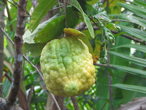 IMG_1112  Citrus × limon,Geotagged,India,Lemon,often given as C. limon