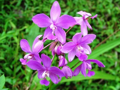Ground Orchid  Fall,Geotagged,India,Spathoglottis plicata