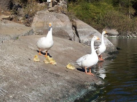 Family of geese Its a Picture of a Duck family, mama duck, papa duck and 4 small duckies Anser anser domesticus & Anser cygnoides,Domestic goose,Geotagged,India