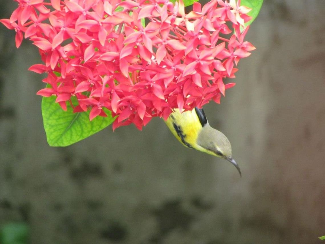 Hanging Bird Its a picture of a  yellow little bird , hanging on a bunch of red flowers (Jungle flame - Ixora sp.) bird