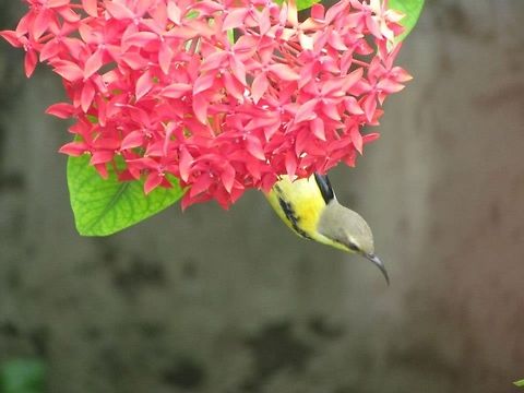 Hanging Bird Its a picture of a  yellow little bird , hanging on a bunch of red flowers (Jungle flame - Ixora sp.) bird