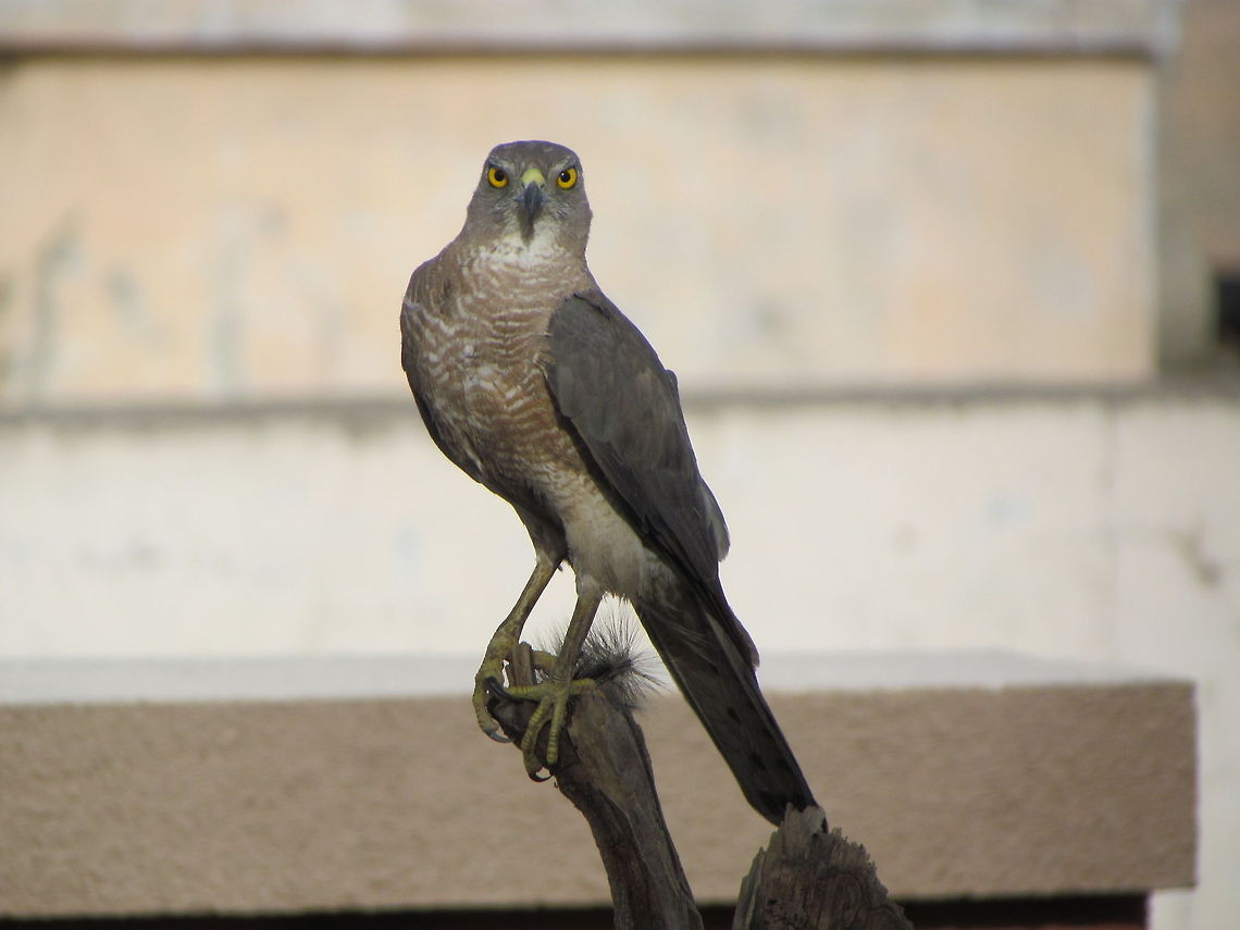 Bird watch A hawk is posing for the photo  Accipiter gentilis,Geotagged,Northern Goshawk