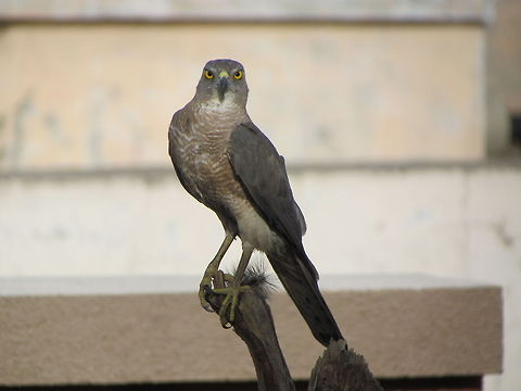 Bird watch A hawk is posing for the photo  Accipiter gentilis,Geotagged,Northern Goshawk