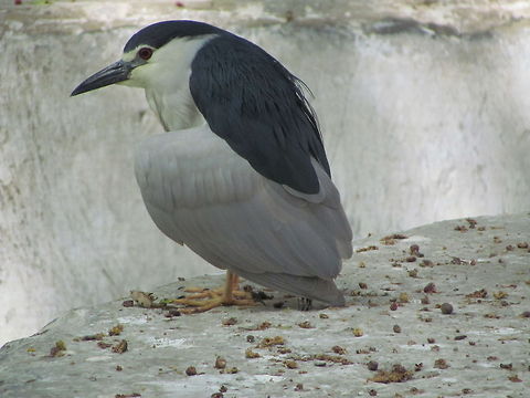 Deep thinking  Black-crowned Night Heron,Geotagged,India,Nycticorax nycticorax