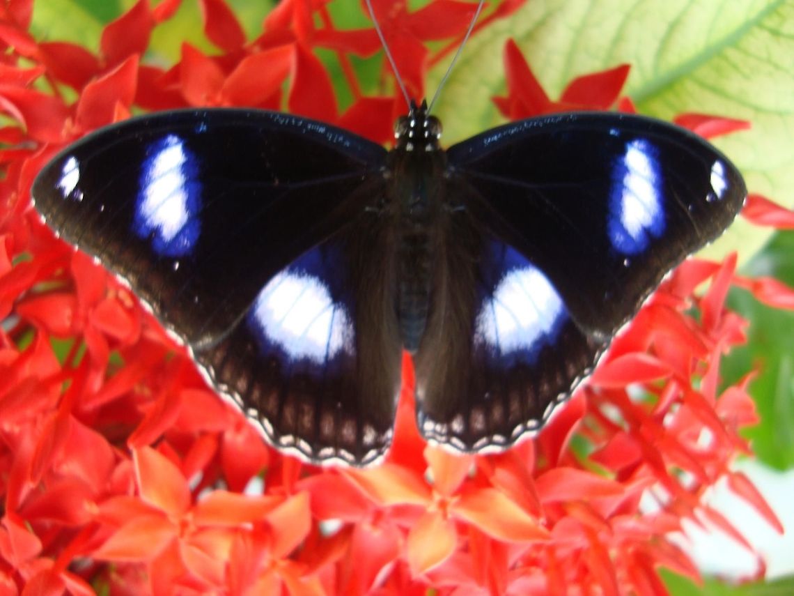 Male Danaid Eggfly  Danaid Eggfly,Geotagged,Hypolimnas misippus,India