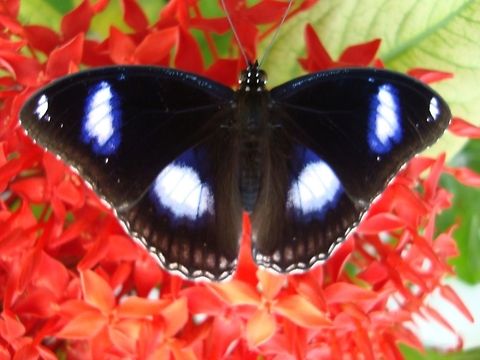 Male Danaid Eggfly  Danaid Eggfly,Geotagged,Hypolimnas misippus,India
