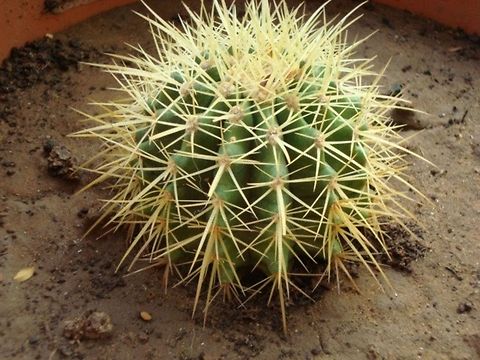 Catcus  Echinocactus grusonii,Geotagged