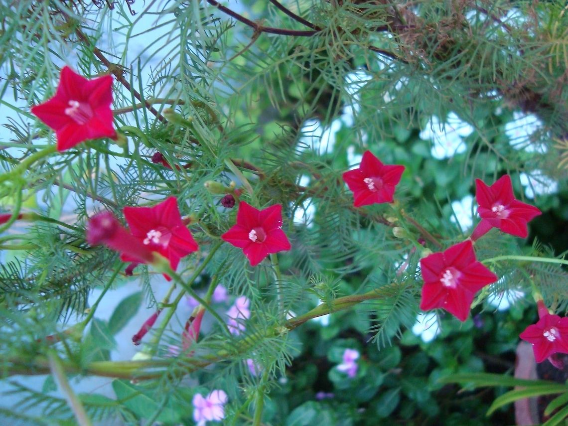 Star_Flower  Geotagged