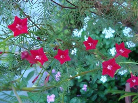 Star_Flower  Geotagged