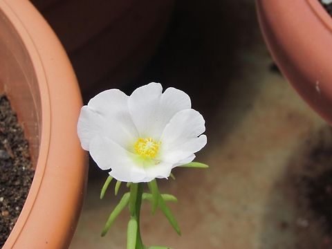White_Flower  Geotagged
