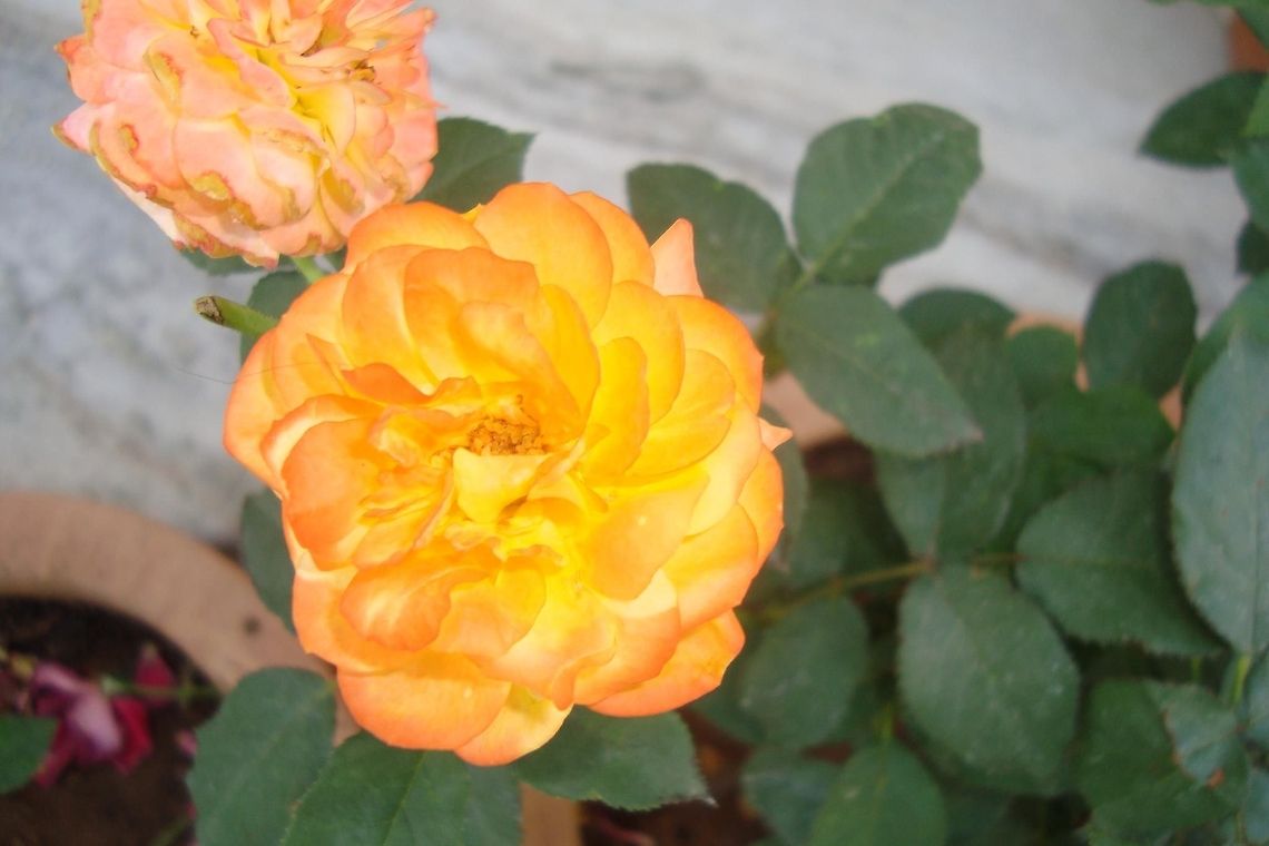 Yellow_Rose  Geotagged