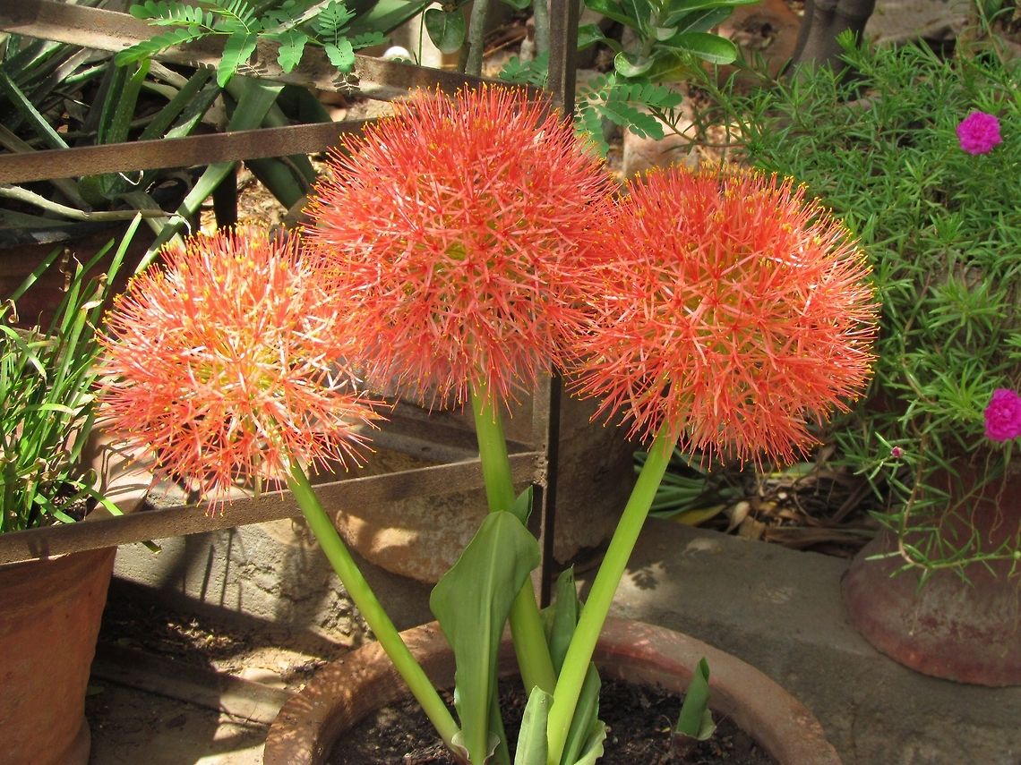 Ball_Lilly Its a flower known as Ball Lilly, as it has a round shape like a ball.  Geotagged