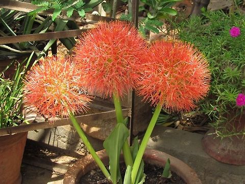 Ball_Lilly Its a flower known as Ball Lilly, as it has a round shape like a ball.  Geotagged