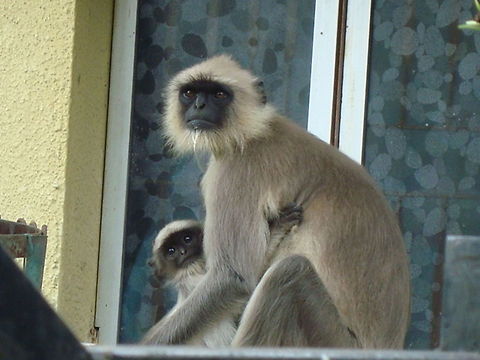 Mother Monkey with baby monkey  Geotagged,Hanuman Langur,India,Northern plains gray langur,Semnopithecus entellus