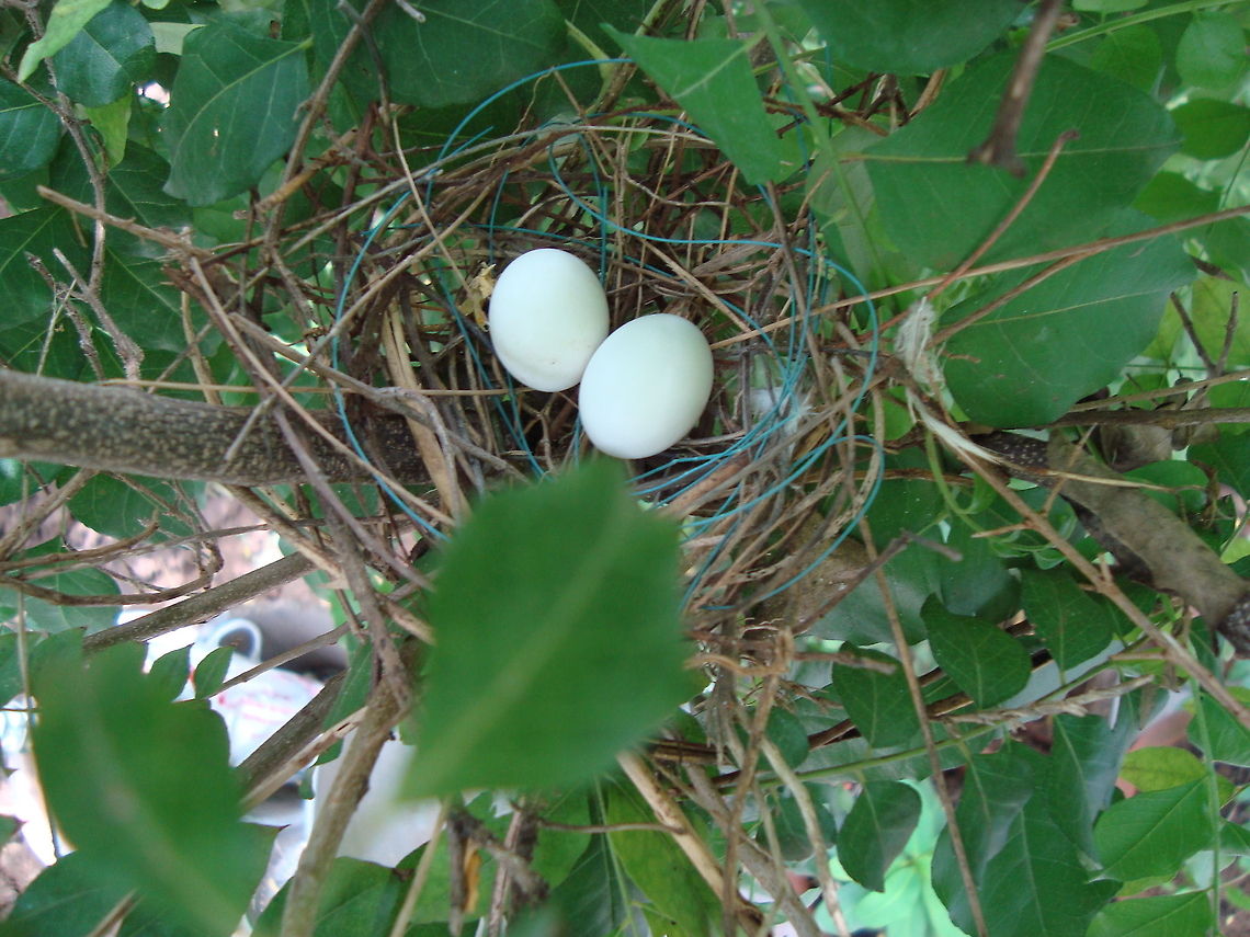 Egg of a bird  Geotagged,India,Summer
