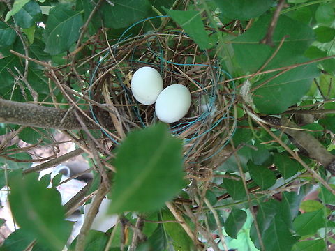 Egg of a bird  Geotagged,India,Summer