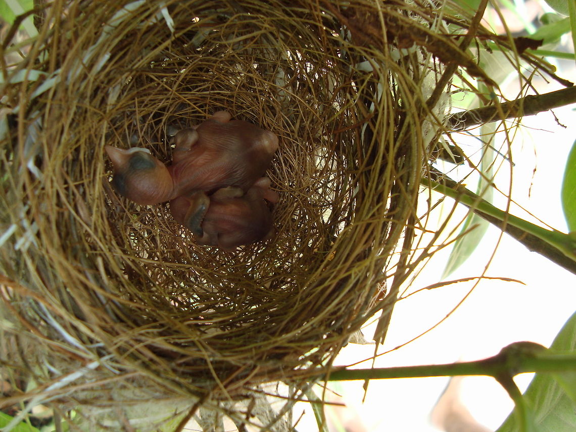 New Born baby birds  Geotagged,India,Summer