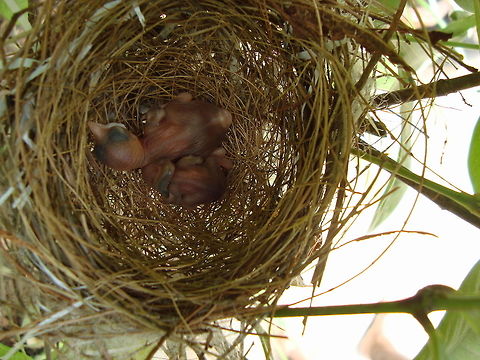 New Born baby birds  Geotagged,India,Summer